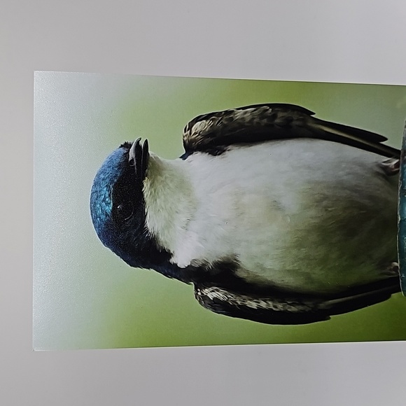 Tree Swallow Blue Bird Oil Painting Print‎ - Picture 3 of 5